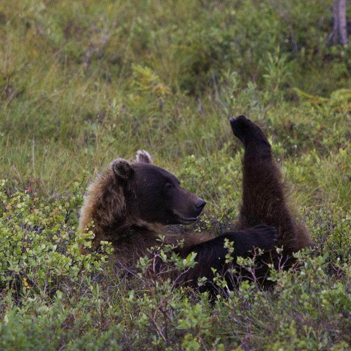 Beratungsbüro CSMM – architecture matters – übernimmt Waldpatenschaft bei Wilderness International – Grizzlybär